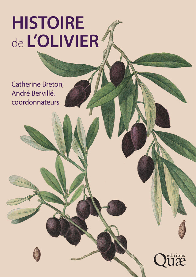 Histoire de l'olivier - Catherine Breton, André Bervillé - Quæ