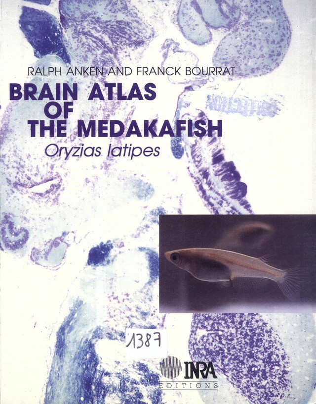 Brain atlas of the mekadafish - Ralph Anken, Franck Bourrat - Quæ