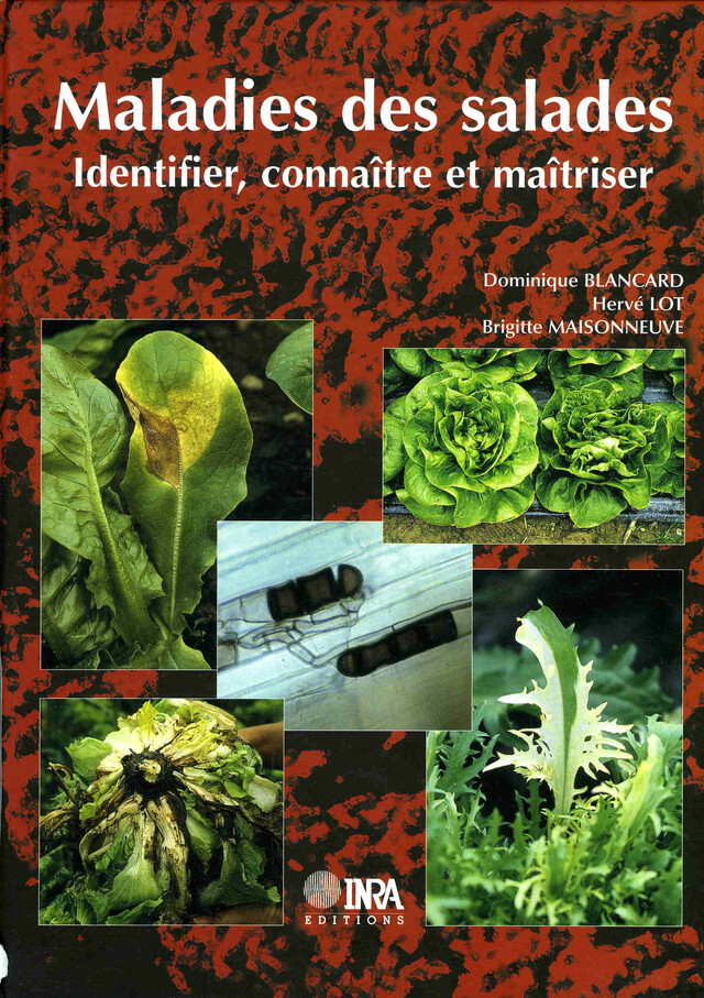 Maladies des salades - Dominique Blancard, Hervé Lot, Brigitte Maisonneuve - Quæ