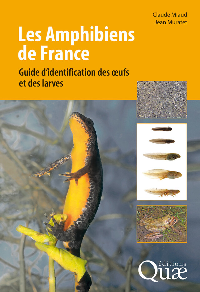 Les Amphibiens de France - Claude Miaud, Jean Muratet - Quæ