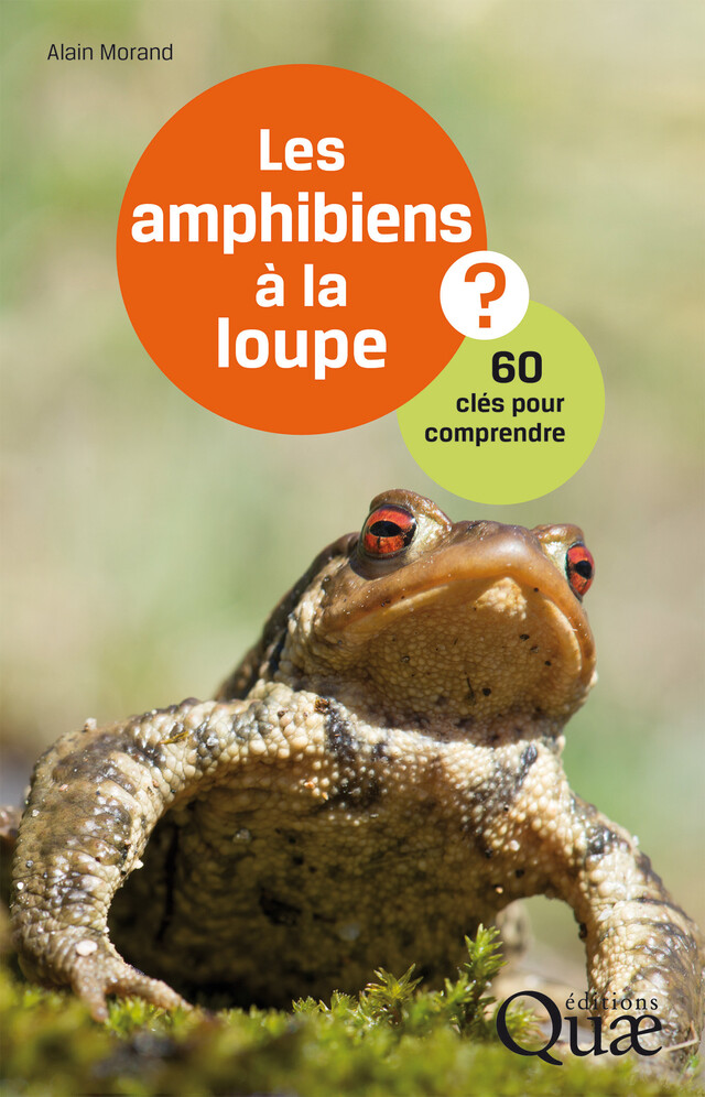 Les amphibiens à la loupe - Alain Morand - Quæ