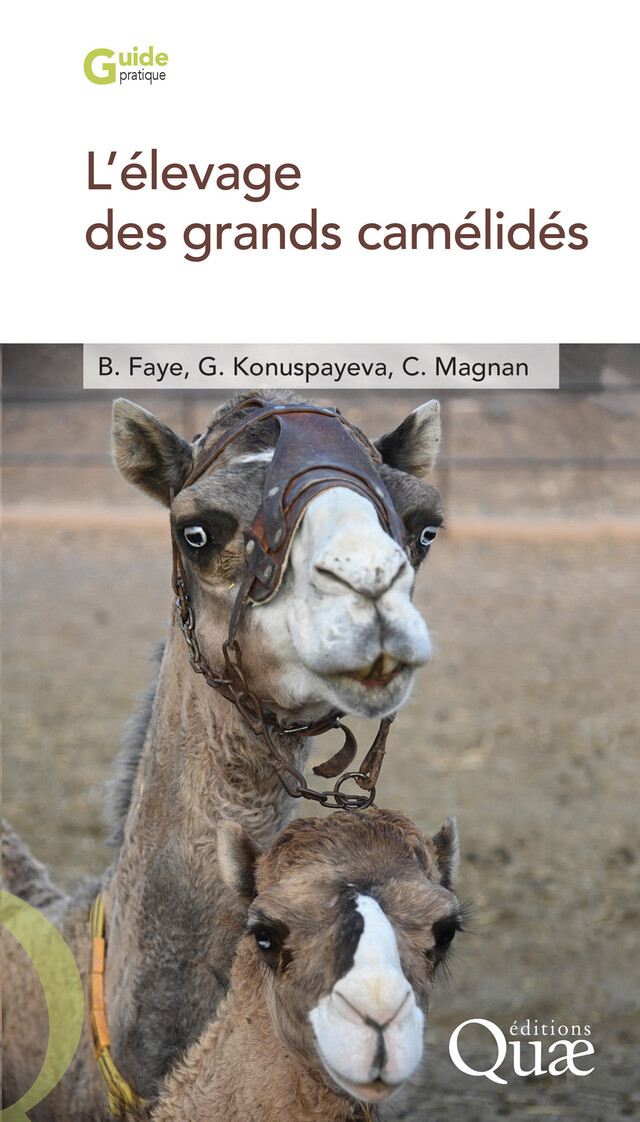 L’élevage des grands camélidés - Bernard Faye, Gaukhar Konuspayeva, Cécile Magnan - Quæ