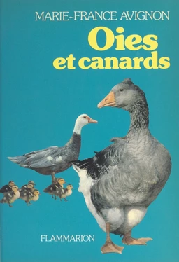 Oies et canards