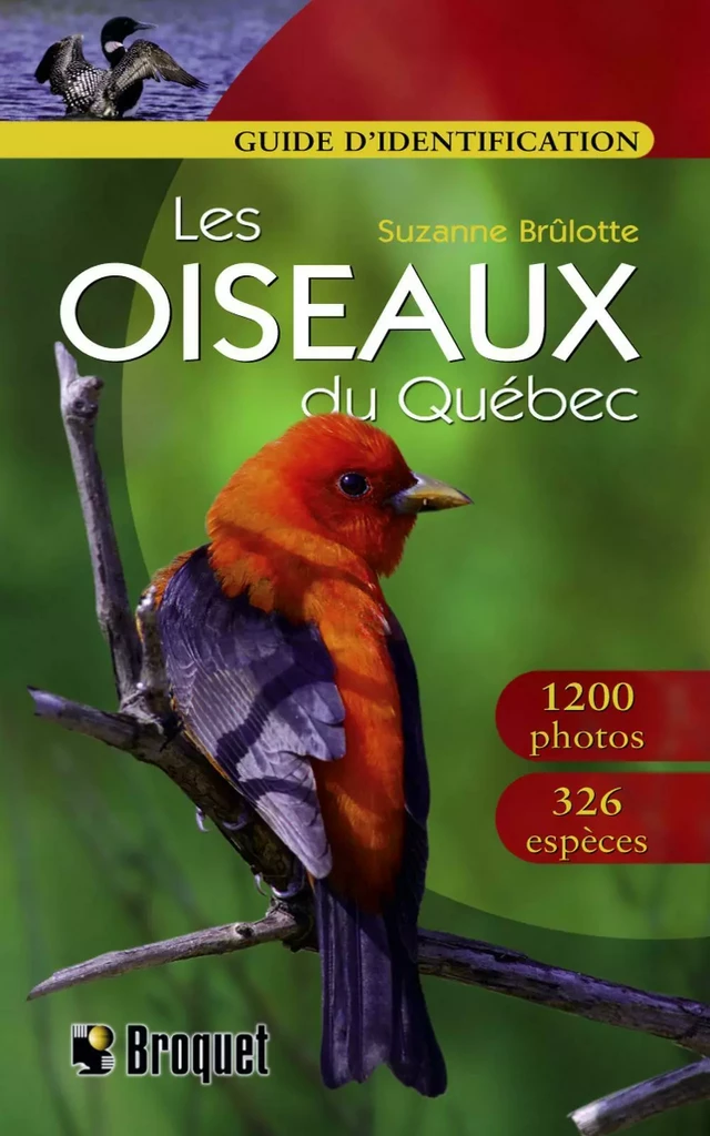 Les oiseaux du Québec - Guide d'identification - Suzanne Brûlotte - Broquet