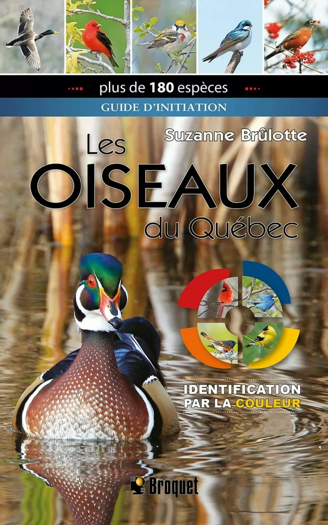 Oiseaux du Québec - Suzanne Brûlotte - Broquet