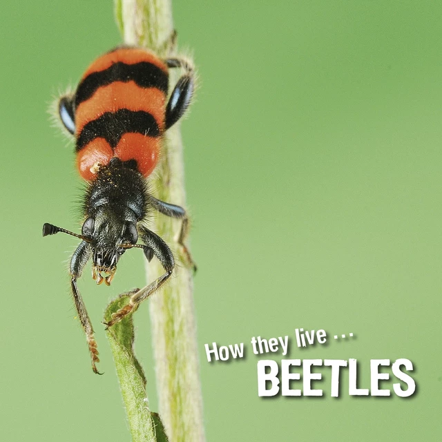 How they live... Beetles - David Withrington, Ivan Esenko - Okaši