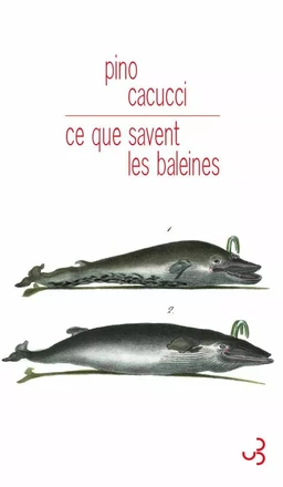 Ce que savent les baleines