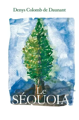 Le Sequoia