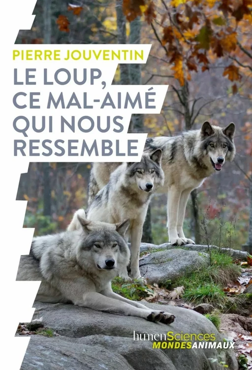 Le loup, ce mal-aimé qui nous ressemble - Pierre Jouventin - Humensis